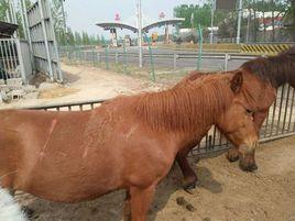 廣西德保矮馬 廣西德保矮馬