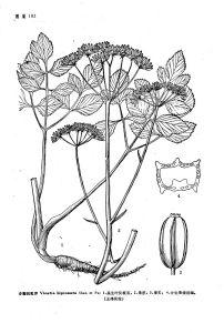 少裂凹乳芹 少裂凹乳芹