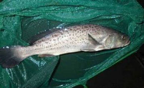 加利福尼亞灣石首魚 加利福尼亞灣石首魚