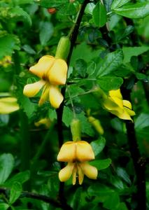 黃芪甲苷 黃芪甲苷