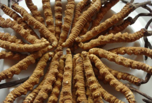 九寨溝特產——冬蟲夏草