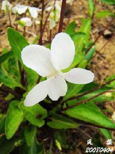 金剪刀[毛茛科鐵線蓮屬植物]