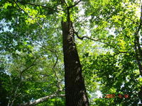 公園園區內黃鳳梨樹