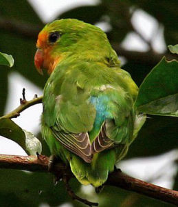 紅臉情侶鸚鵡 紅臉情侶鸚鵡