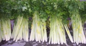 新泰芹菜 新泰芹菜