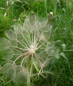 頭狀婆羅門參 頭狀婆羅門參