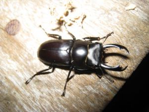 望月鍬形蟲 望月鍬形蟲