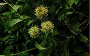 大葉鉤藤根[大葉鉤藤根]