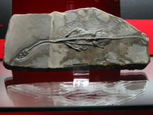 幻龍化石