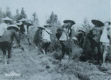 綠色長城的製造種值