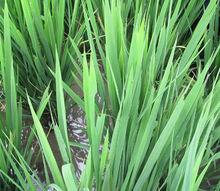 螟蛉生活的環境