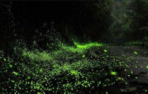 蘇州螢火蟲主題園 蘇州螢火蟲主題園