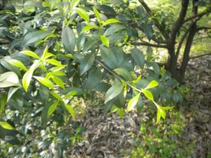 逢春假衛矛 逢春假衛矛