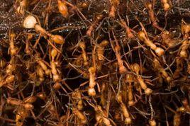 布氏游蟻 布氏游蟻