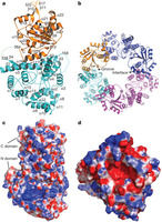 拉沙熱病毒核蛋白晶體結構