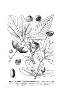 西藏青岡 西藏青岡