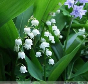 小鈴鐺花 小鈴鐺花