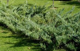 常綠植物 常綠植物