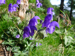 秦嶺烏頭 秦嶺烏頭