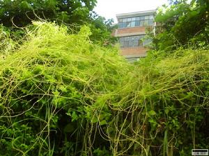 無根藤屬 無根藤屬