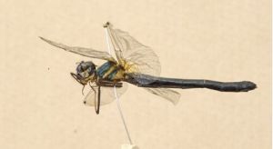 綠金光偽蜻 綠金光偽蜻