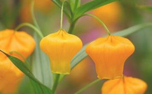 聖誕百合 聖誕百合