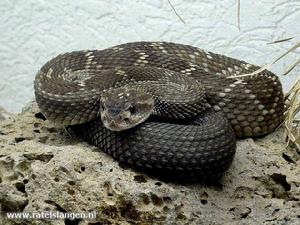 （圖）女神響尾蛇