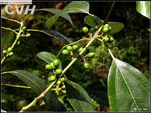 大葉新木姜子 大葉新木姜子