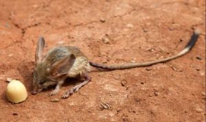 長耳蝠新疆亞種 長耳蝠新疆亞種