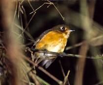 萊氏銹胸蟻鶇 萊氏銹胸蟻鶇