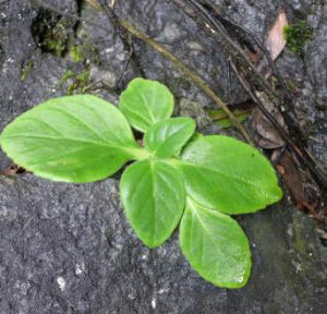 臥莖唇柱苣苔 臥莖唇柱苣苔