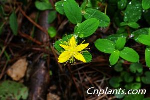 揚子小連翹 揚子小連翹