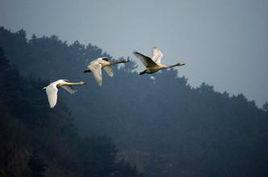 少年行[唐朝章孝標詩作]