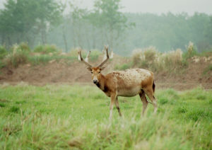 大豐麋鹿自然保護區