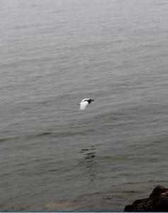 徐雪梅[重慶西南大學]