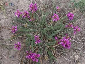 薩烏爾棘豆 薩烏爾棘豆