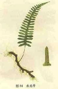 水龍骨目 水龍骨目