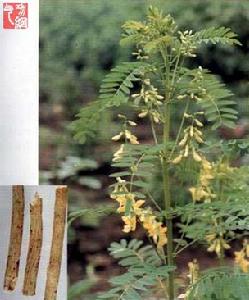 黃芪洋參絲瓜湯 黃芪洋參絲瓜湯