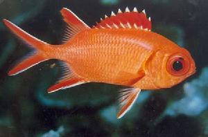 擬三刺魨 擬三刺魨