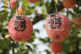 芮城蘋果 芮城蘋果