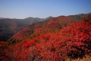 紅葉(變種) 紅葉(變種)