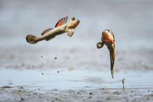 彈塗魚的領土爭奪戰