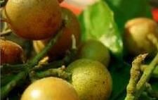 毛葉黃皮 毛葉黃皮