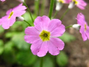 （圖）西洋獐耳