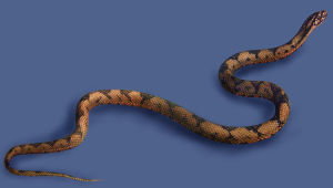 山斑小頭蛇
