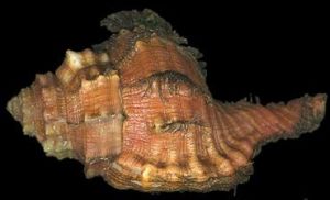 大象法螺 大象法螺