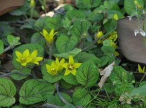 巴東過路黃 巴東過路黃