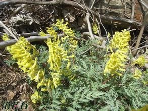 帕米爾黃堇 帕米爾黃堇