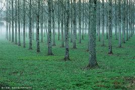 人工林 人工林