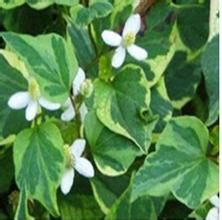 變色蕺菜 變色蕺菜